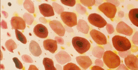 干细胞对皮肤的作用