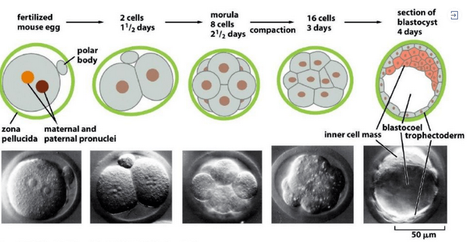 北联世纪采用iPS细胞技术个体化定向分化自身所需细胞