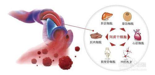 干细胞睾丸再生技术