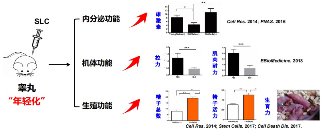 干细胞睾丸再生技术
