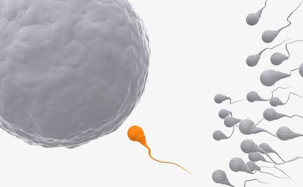 个体化iPS制备和分化成精原细胞让无精症患者也能拥有自己的健康宝宝