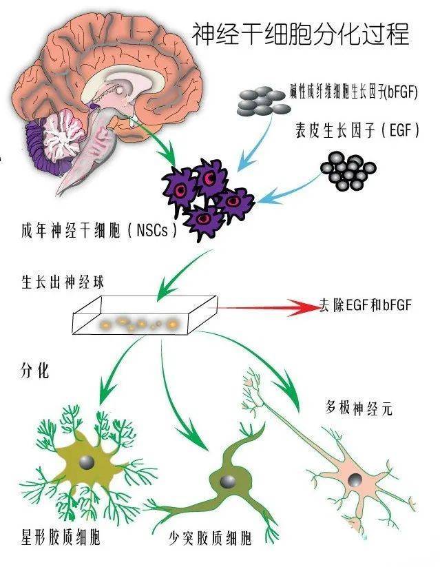 神经干细胞在脑部疾病的应用