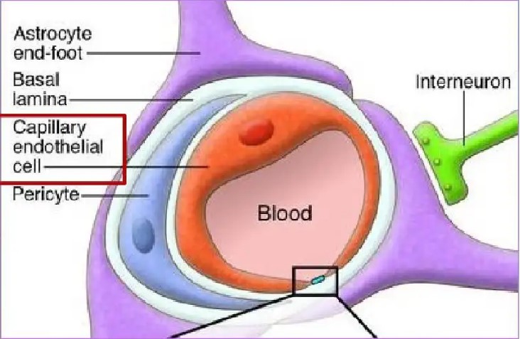 血管内皮细胞-血管再生干预心血管疾病