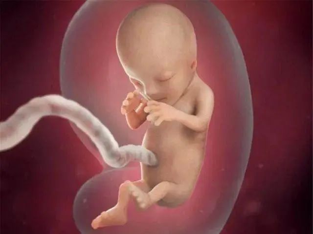 涨知识→脐带、胎盘来源的干细胞为什么不用配型