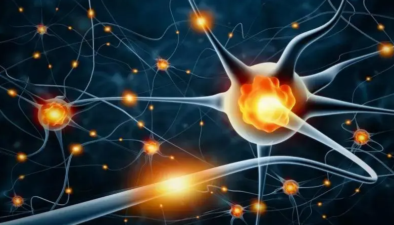 神经干细胞全解析：特点、分布、分化机制及应用