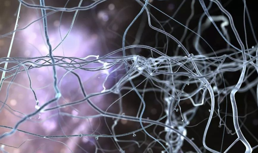 神经干细胞全解析：特点、分布、分化机制及应用