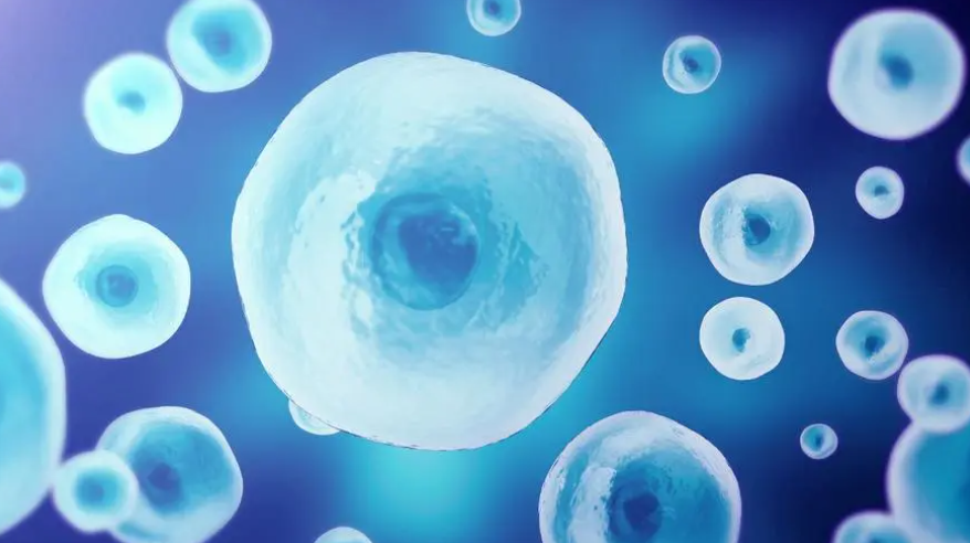 科学会议：干细胞研究或将引发医疗技术革命