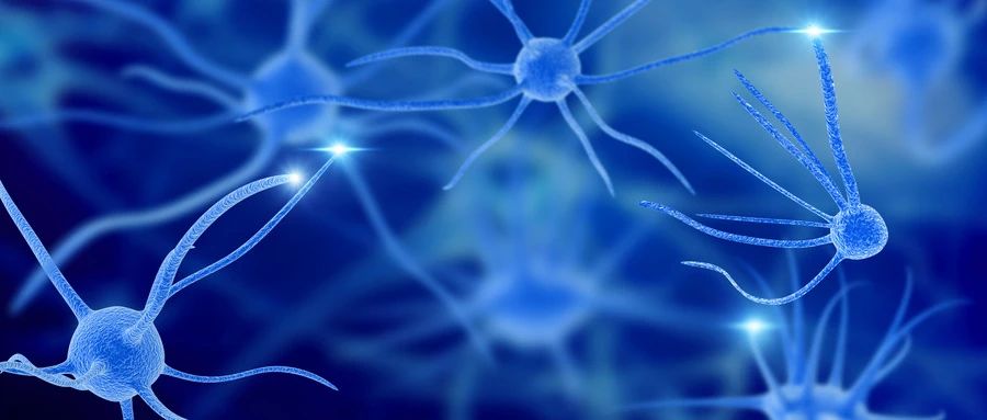 神经干细胞竞争“上岗” 两个基因是“幕后推手”