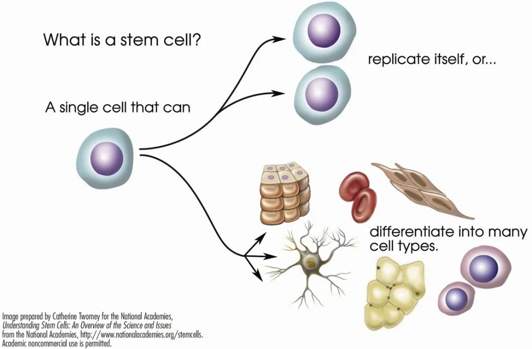 干细胞知识汇总讲解