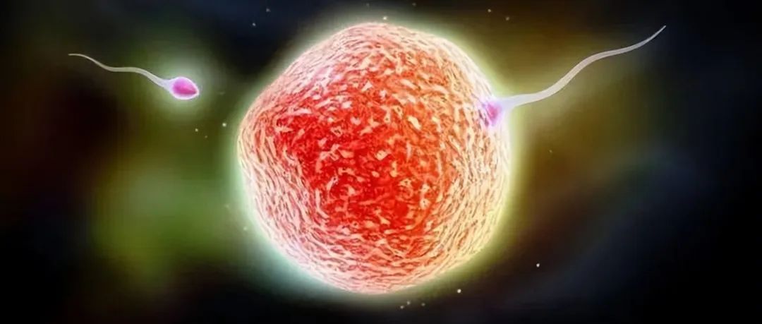科学家拍到：人类卵子和精子结合那一刻，会爆发出一阵耀眼的光芒