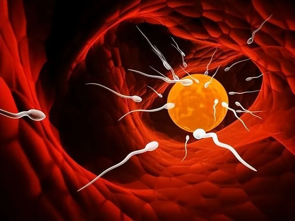 科学家拍到：人类卵子和精子结合那一刻，会爆发出一阵耀眼的光芒