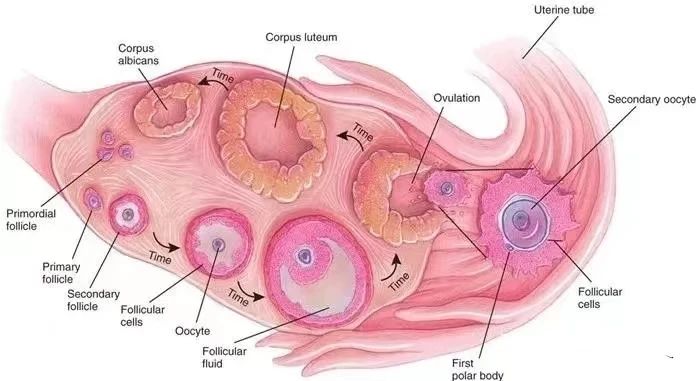 改善卵巢功能，逆转卵巢早衰，干细胞为女性推迟衰老进程