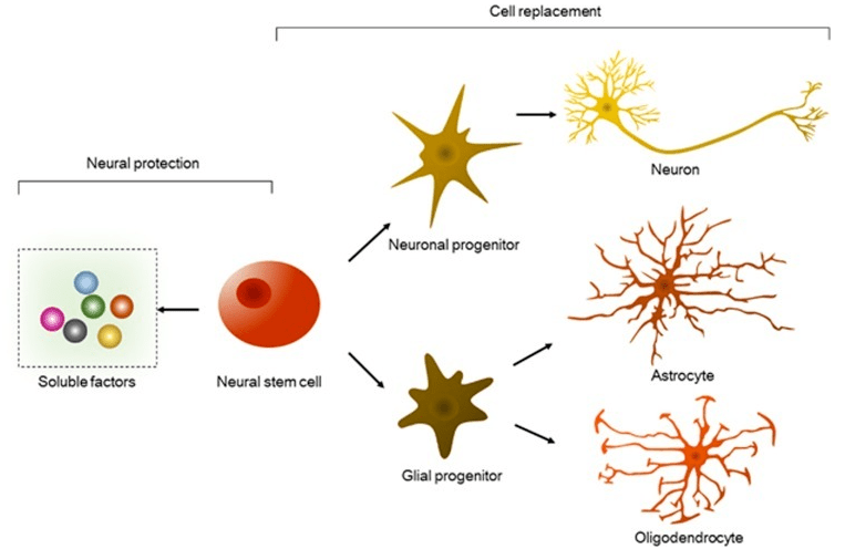 神经干细胞(NSC)在修复脑神经损伤方面效果显著！