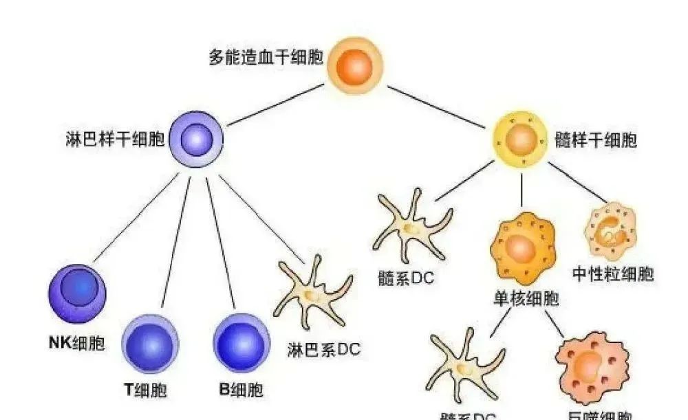 免疫细胞与衰老、疾病都有什么联系呢？