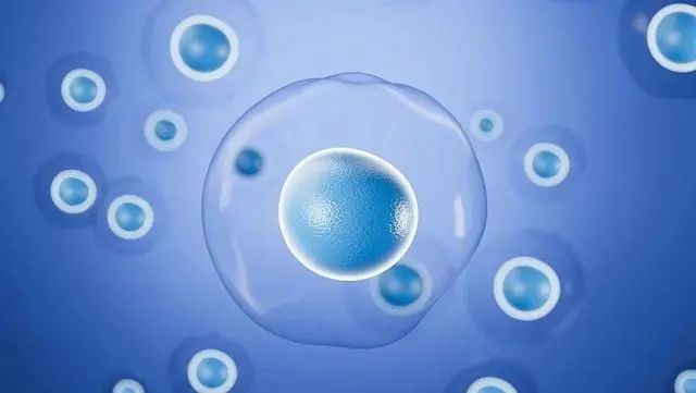 干细胞治疗有望减缓男性生殖系统衰老