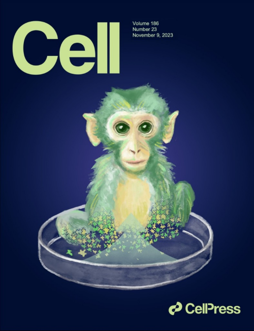 国际首次！我国科学家成功构建高比例胚胎干细胞嵌合体猴