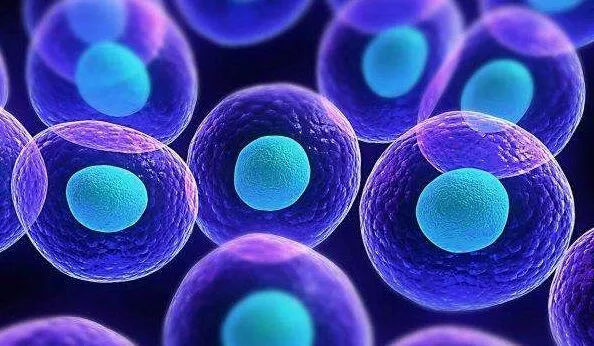 干细胞能治疗无精子症