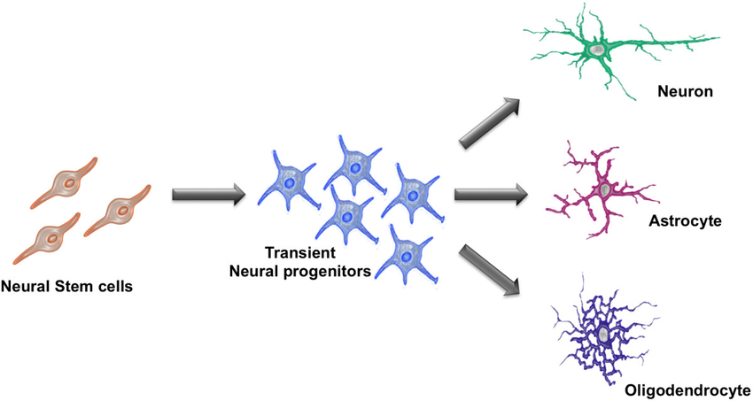 神经干细胞(NSC)与神经系统疾病之间的关系